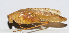  ( - 201502-7G)  @12 [ ] CreativeCommons - Attribution (2010) Zhi-Jun Zhou Centre for Biodiversity Genomics