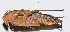  (Ruidocollaris obscura - 201502-9H)  @13 [ ] CreativeCommons - Attribution (2010) Zhi-Jun Zhou Centre for Biodiversity Genomics