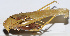 ( - 201503-10E)  @11 [ ] CreativeCommons - Attribution (2010) Zhi-Jun Zhou Centre for Biodiversity Genomics