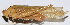  ( - 201503-11E)  @11 [ ] CreativeCommons - Attribution (2010) Zhi-Jun Zhou Centre for Biodiversity Genomics