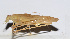  ( - 201503-1A)  @12 [ ] CreativeCommons - Attribution (2010) Zhi-Jun Zhou Centre for Biodiversity Genomics