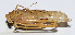  ( - 201503-1D)  @11 [ ] CreativeCommons - Attribution (2010) Zhi-Jun Zhou Centre for Biodiversity Genomics