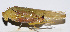  ( - 201503-2D)  @11 [ ] CreativeCommons - Attribution (2010) Zhi-Jun Zhou Centre for Biodiversity Genomics
