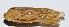  ( - 201503-2G)  @11 [ ] CreativeCommons - Attribution (2010) Zhi-Jun Zhou Centre for Biodiversity Genomics