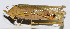  (Sinochlora sp - 201503-3D)  @11 [ ] CreativeCommons - Attribution (2010) Zhi-Jun Zhou Centre for Biodiversity Genomics