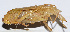  ( - 201503-3E)  @13 [ ] CreativeCommons - Attribution (2010) Zhi-Jun Zhou Centre for Biodiversity Genomics