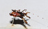  ( - 201503-4A)  @12 [ ] CreativeCommons - Attribution (2010) Zhi-Jun Zhou Centre for Biodiversity Genomics
