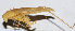  ( - 201503-4B)  @13 [ ] CreativeCommons - Attribution (2010) Zhi-Jun Zhou Centre for Biodiversity Genomics