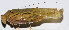  ( - 201503-4E)  @11 [ ] CreativeCommons - Attribution (2010) Zhi-Jun Zhou Centre for Biodiversity Genomics