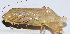  ( - 201503-6F)  @13 [ ] CreativeCommons - Attribution (2010) Zhi-Jun Zhou Centre for Biodiversity Genomics