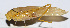  ( - 201503-7G)  @11 [ ] CreativeCommons - Attribution (2010) Zhi-Jun Zhou Centre for Biodiversity Genomics