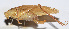  ( - 201504-6F)  @12 [ ] CreativeCommons - Attribution (2010) Zhi-Jun Zhou Centre for Biodiversity Genomics