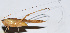  ( - 201505-11D)  @12 [ ] CreativeCommons - Attribution (2010) Zhi-Jun Zhou Centre for Biodiversity Genomics