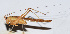  ( - 201505-4C)  @13 [ ] CreativeCommons - Attribution (2010) Zhi-Jun Zhou Centre for Biodiversity Genomics
