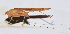  ( - 201505-6D)  @12 [ ] CreativeCommons - Attribution (2010) Zhi-Jun Zhou Centre for Biodiversity Genomics