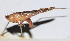  ( - 201505-7G)  @13 [ ] CreativeCommons - Attribution (2010) Zhi-Jun Zhou Centre for Biodiversity Genomics