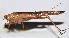  ( - 201505-9A)  @13 [ ] CreativeCommons - Attribution (2010) Zhi-Jun Zhou Centre for Biodiversity Genomics