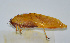  (Ruidocollaris sp. 2 - 20150508043)  @13 [ ] CreativeCommons - Attribution (2010) Zhi-Jun Zhou Centre for Biodiversity Genomics