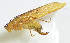  (Parapsyra sp. 3 - 20150521024)  @13 [ ] CreativeCommons - Attribution (2010) Zhi-Jun Zhou Centre for Biodiversity Genomics