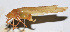  ( - 201506-10E)  @11 [ ] CreativeCommons - Attribution (2010) Zhi-Jun Zhou Centre for Biodiversity Genomics