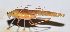  ( - 201506-11C)  @13 [ ] CreativeCommons - Attribution (2010) Zhi-Jun Zhou Centre for Biodiversity Genomics