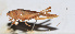  ( - 201506-11G)  @13 [ ] CreativeCommons - Attribution (2010) Zhi-Jun Zhou Centre for Biodiversity Genomics