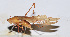  ( - 201506-12D)  @13 [ ] CreativeCommons - Attribution (2010) Zhi-Jun Zhou Centre for Biodiversity Genomics