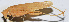  ( - 201506-3D)  @13 [ ] CreativeCommons - Attribution (2010) Zhi-Jun Zhou Centre for Biodiversity Genomics
