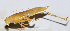  ( - 201506-8E)  @12 [ ] CreativeCommons - Attribution (2010) Zhi-Jun Zhou Centre for Biodiversity Genomics