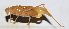  ( - 201506-9E)  @11 [ ] CreativeCommons - Attribution (2010) Zhi-Jun Zhou Centre for Biodiversity Genomics