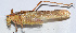  ( - 20150606007)  @12 [ ] CreativeCommons - Attribution (2010) Zhi-Jun Zhou Centre for Biodiversity Genomics
