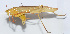  (Ducetia japonica - 20150606027)  @13 [ ] CreativeCommons - Attribution (2010) Zhi-Jun Zhou Centre for Biodiversity Genomics