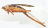  (Conocephalus exemptus - 20150608019)  @14 [ ] CreativeCommons - Attribution (2010) Zhi-Jun Zhou Centre for Biodiversity Genomics