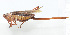  ( - 20150610023)  @13 [ ] CreativeCommons - Attribution (2010) Zhi-Jun Zhou Centre for Biodiversity Genomics