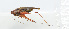 ( - 20150610026)  @12 [ ] CreativeCommons - Attribution (2010) Zhi-Jun Zhou Centre for Biodiversity Genomics