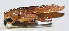  ( - 201507-2G)  @12 [ ] CreativeCommons - Attribution (2010) Zhi-Jun Zhou Centre for Biodiversity Genomics