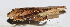  (Parapsyra sp - 201507-4A)  @11 [ ] CreativeCommons - Attribution (2010) Zhi-Jun Zhou Centre for Biodiversity Genomics