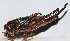  (Atlanticus sp. 18 - 201507-6E)  @12 [ ] CreativeCommons - Attribution (2010) Zhi-Jun Zhou Centre for Biodiversity Genomics