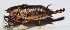  (Atlanticus sp. 8 - 201507-7E)  @13 [ ] CreativeCommons - Attribution (2010) Zhi-Jun Zhou Centre for Biodiversity Genomics