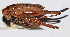  (Atlanticus sp. 16 - 201507-8E)  @12 [ ] CreativeCommons - Attribution (2010) Zhi-Jun Zhou Centre for Biodiversity Genomics