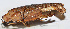  ( - 201507-9C)  @12 [ ] CreativeCommons - Attribution (2010) Zhi-Jun Zhou Centre for Biodiversity Genomics