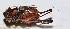  (Atlanticus sp. 15 - 201507-9E)  @13 [ ] CreativeCommons - Attribution (2010) Zhi-Jun Zhou Centre for Biodiversity Genomics