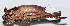  (Atlanticus sp. 10 - 201509-1C)  @13 [ ] CreativeCommons - Attribution (2010) Zhi-Jun Zhou Centre for Biodiversity Genomics