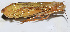  ( - 201509-3A)  @13 [ ] CreativeCommons - Attribution (2010) Zhi-Jun Zhou Centre for Biodiversity Genomics