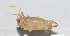  (Homogryllacris - 20150914023)  @13 [ ] CreativeCommons - Attribution (2010) Zhi-Jun Zhou Centre for Biodiversity Genomics