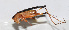  ( - 20150914071)  @13 [ ] CreativeCommons - Attribution (2010) Zhi-Jun Zhou Centre for Biodiversity Genomics
