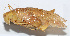  (Ruidocollaris sp. 1 - 20150914084)  @13 [ ] CreativeCommons - Attribution (2010) Zhi-Jun Zhou Centre for Biodiversity Genomics