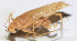  ( - 201510-11F)  @12 [ ] CreativeCommons - Attribution (2010) Zhi-Jun Zhou Centre for Biodiversity Genomics