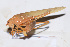  ( - 201510-1A)  @13 [ ] CreativeCommons - Attribution (2010) Zhi-Jun Zhou Centre for Biodiversity Genomics