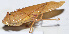  ( - 201510-1E)  @11 [ ] CreativeCommons - Attribution (2010) Zhi-Jun Zhou Centre for Biodiversity Genomics